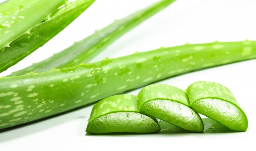 Aloe and its magical healing properties